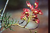 Grevillea georgeana. Photo by Ken Newbey - Flora of Helena and Aurora Range
