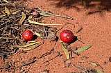 Quandong (Santalum acuminatum)  Photo by Amanda Keesing - Flora of Helena and Aurora Range