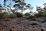 Eucalyptus ebbanoensis on footslopes of Helena and Aurora Range.  Photo by Laura Corbett - Eucalypts and Eucalypt Woodlands
