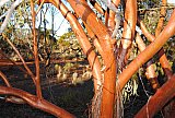 Eucalyptus salubris (Gimlet).  Photo by Laura Corbett - Eucalypts and Eucalypt Woodlands