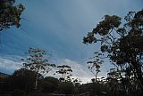 Eucalypt Woodland canopy against the blue sky.  Photo by Laura Corbett - Eucalypts and Eucalypt Woodlands