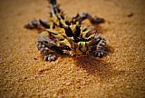 Thorny Devil (Moloch horridus)  Photo by Laura Corbett - Fauna on Helena and Aurora Range