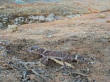 Barking Gecko (Underwoodisaurus milii)  Photo by Laura Corbett - Fauna on Helena and Aurora Range