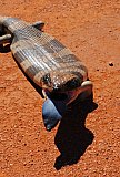 Western Blue-tongue (Tiliqua occipitalis)  Photo by Laura Corbett - Fauna on Helena and Aurora Range
