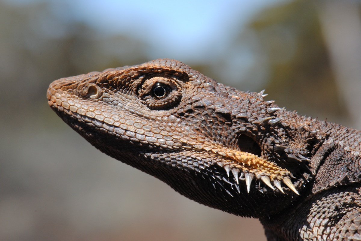 Western Bearded Dragon or Dwarf Bearded Dragon (Pogona minor minor)  Photo by Laura Corbett - Fauna on Helena and Aurora Range