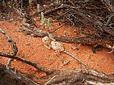 Pebble Dragon (Tympanocryptis cephalus)  Photo by Laura Corbett - Fauna on Helena and Aurora Range