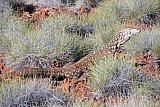 Perentie (Varanus giganteus)  Photo by Vicki Warburton - Fauna on Helena and Aurora Range