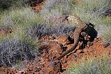 Perentie (Varanus giganteus)  Photo by Vicki Warburton - Fauna on Helena and Aurora Range