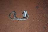 Stimson's Python (Antaresia stimsonii) disturbed from sunning itself on track.  Photo by Geoff Cockerton - Fauna on Helena and Aurora Range