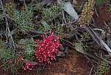 Grevillea georgeana - Flora of Helena and Aurora Range