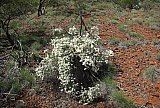 Olearia pimeleoides - Flora of Helena and Aurora Range
