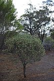 Eremophila oppositifolia - Flora of Helena and Aurora Range