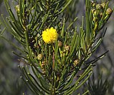 Acacia shapelleae.  Photo by Geoff Cockerton - Flora of Helena and Aurora Range