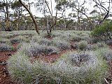 Neurachne annularis - Flora of Helena and Aurora Range