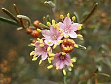 Phebalium canaliculatum - Flora of Helena and Aurora Range