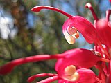Grevillea georgeana - Flora of Helena and Aurora Range
