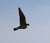 Peregrine Falcon - Fauna on Helena and Aurora Range