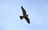 Peregrine Falcon - Fauna on Helena and Aurora Range
