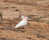 Major Mitchell's Cockatoo  Photo by Laura Corbett - Fauna on Helena and Aurora Range