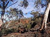 Eucalypts near the top of the Range. - Helena and Aurora Range (Bungalbin)