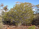 Acacia shapelleae.  Photo by Geoff Cockerton - Flora of Helena and Aurora Range