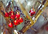 Chamelaucium (fruit).  Photo by Ken Newbey (1987) - Flora of Helena and Aurora Range