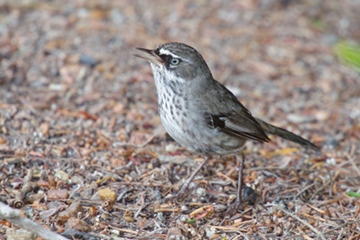 IMGP0795_copy_White-browed_Scrubwren_MBinns_360w.jpg