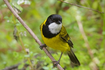 IMGP0849_copy_male_Golden_Whistler_MBinns_360w.jpg