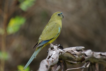 IMGP0902_copy_Elegant_Parrot_MarkBinns_360w.jpg