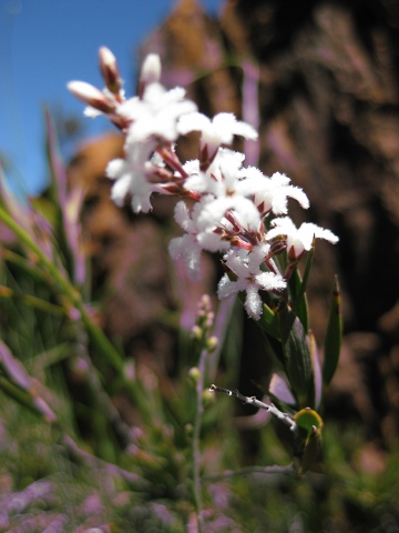 IMG_0449_Leucopogon_spectablis_360w.JPG