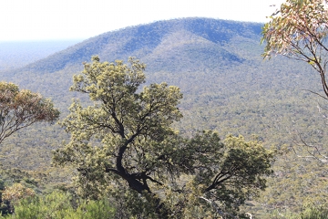 IMG_2055_Dryandra_arborea_360w.JPG