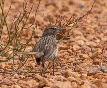 Rufous_Fieldwren_Georgina_Steytler_crpd_360w.jpg