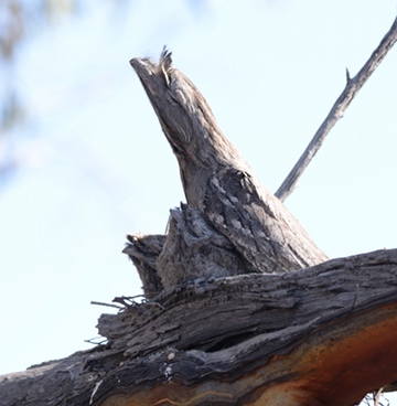 TawnyFrogmouth_JaurdiCP_001_360w.jpg